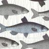 Fish Dish Blue Decoupage Napkin