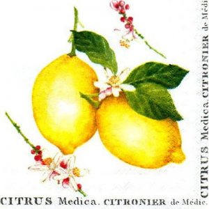 Citrus Medica White Decoupage Napkin