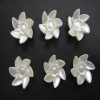 Pearl Daisy Flower