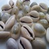 Cowrie Shell Beads