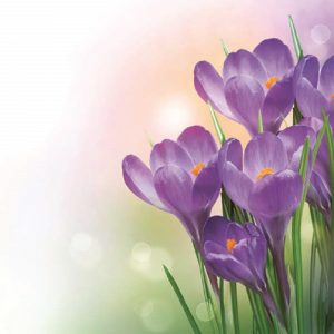 Bunch Of Violet Flowers Decoupage Napkin
