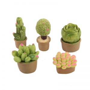 Miniature Succulent Plants
