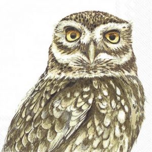 Black & White Colour Owl Decoupage Napkin