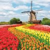 Windmill Decoupage Napkin