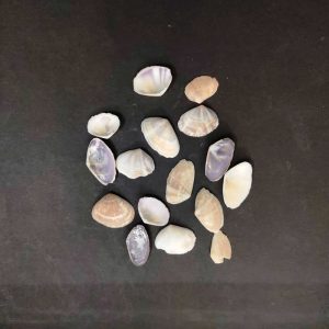 Natural Sea Shells