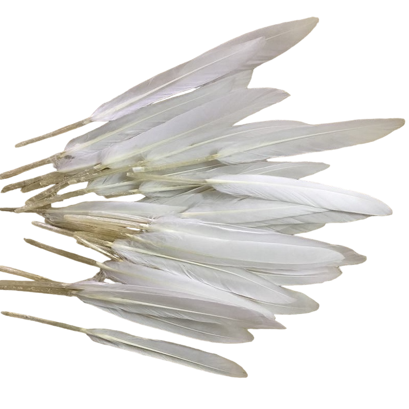 White Tall Feathers