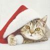 Cat In Christmas Cap Decoupage Napkin