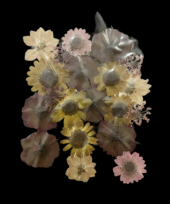 Dried Flowers