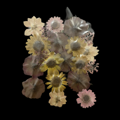 Dried Flowers