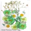 Dried Flowers