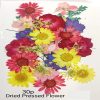 Dried Flowers