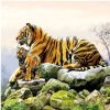 Tigers Decoupage Napkin