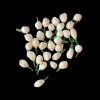 Jasmine Foam Flower