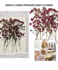 Dried Flower Pressed Baby Flower