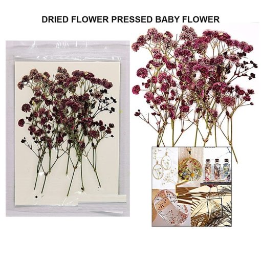Dried Flower Pressed Baby Flower