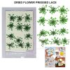 Dried Flower Pressed Lace Flower