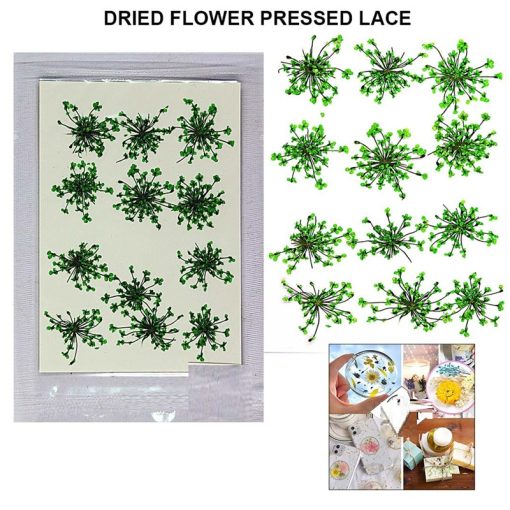 Dried Flower Pressed Lace Flower