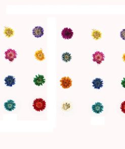 Dried Pressed Flower Multi Colour