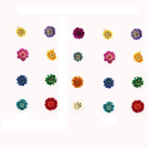 Dried Pressed Flower Multi Colour