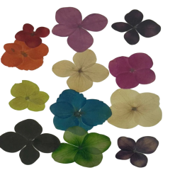 Dried Pressed Flower Multi Colour - Big