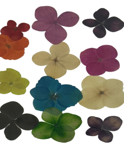 Dried Pressed Flower Multi Colour - Big