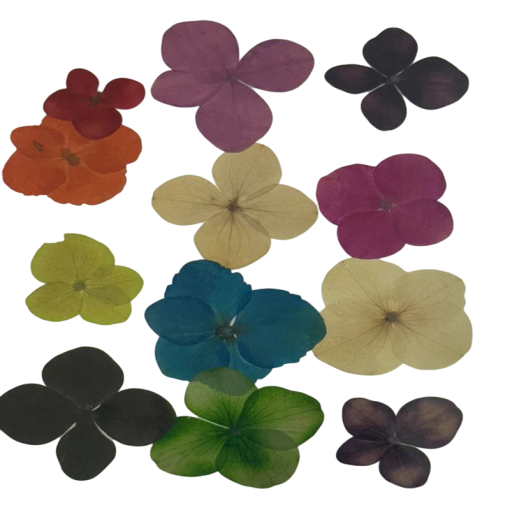 Dried Pressed Flower Multi Colour - Big