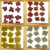 Dried Pressed Flower Multi Colour - Big