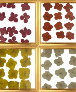 Dried Pressed Flower Multi Colour - Big