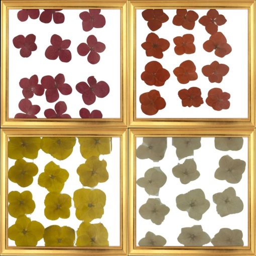 Dried Pressed Flower Multi Colour - Big