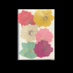 Dried Pressed Flower - Multi Colour