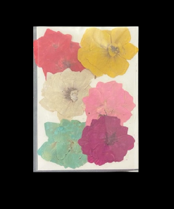Dried Pressed Flower - Multi Colour