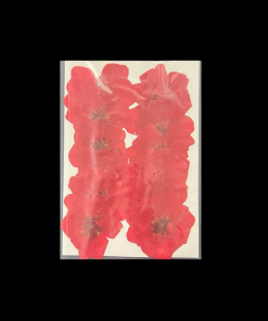 Dried Pressed Flower - Red
