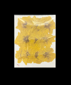 Dried Pressed Flower - Yellow