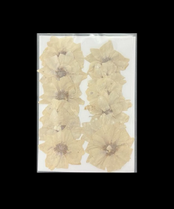 Dried Pressed Flower - White