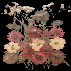 Dried Flowers