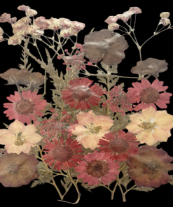 Dried Flowers