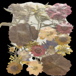 Dried Flowers