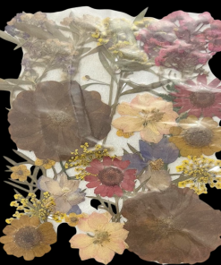 Dried Flowers