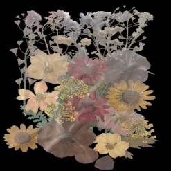 Dried Flowers