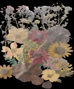 Dried Flowers