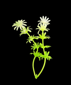 Miniature Plastic Plant - Green With White