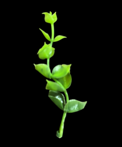 Miniature Plastic Green Plant
